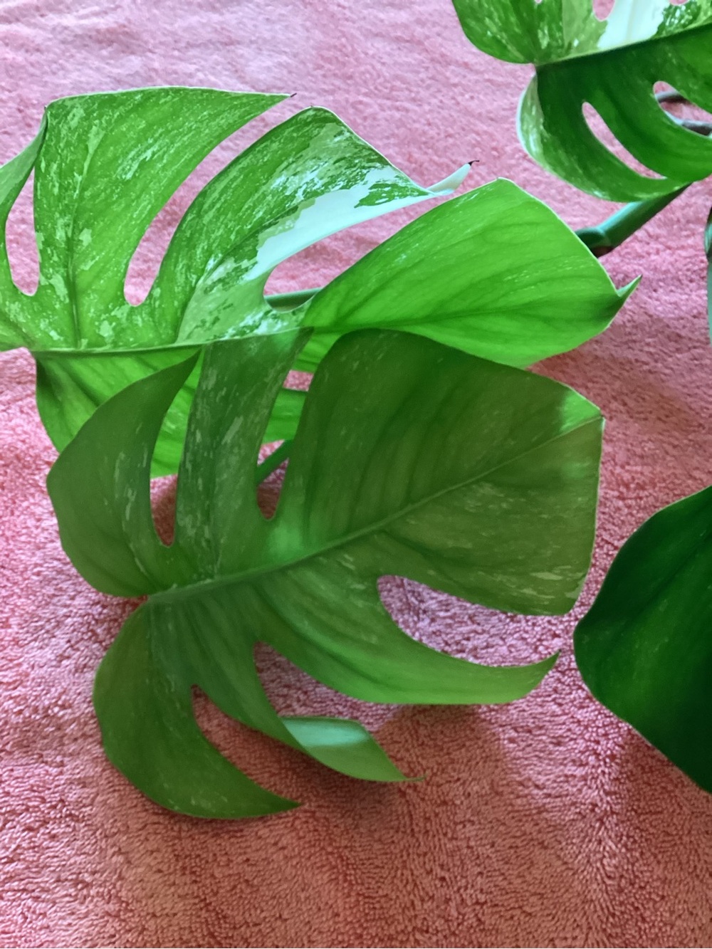 Monstera Borsigiana Albo - Picture 9 of 9